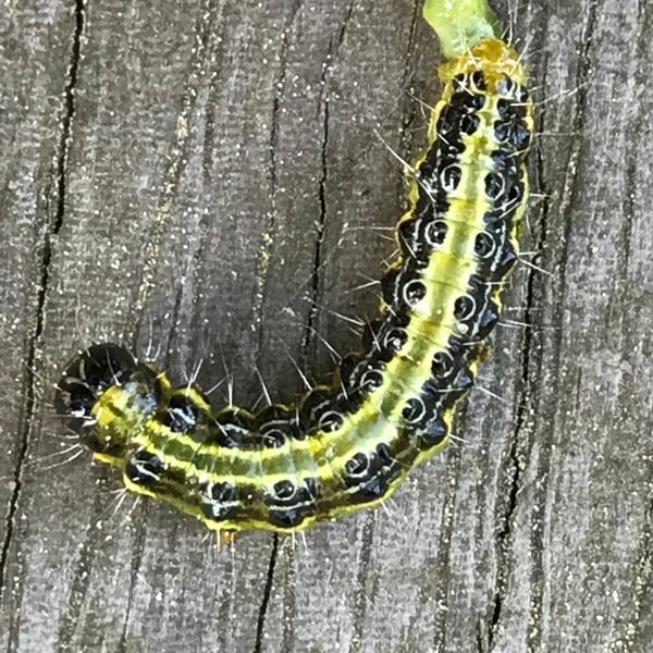 Cydalima perspectalis