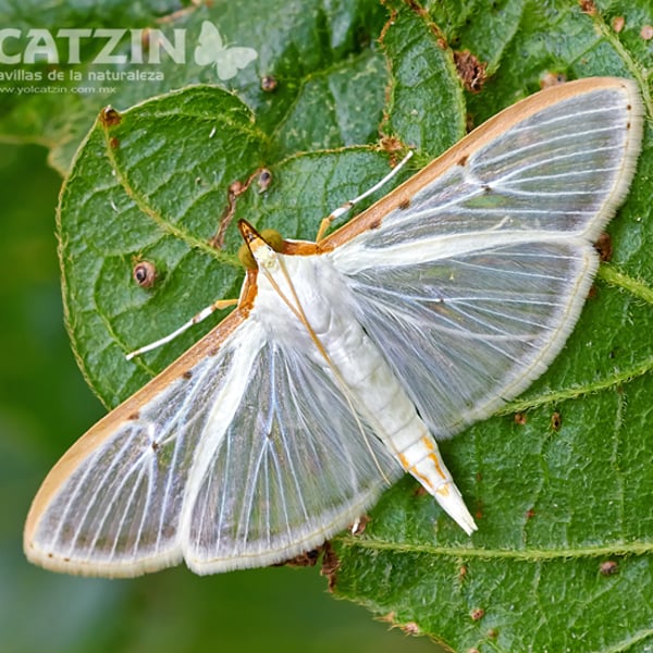 Palpita quadristigmalis