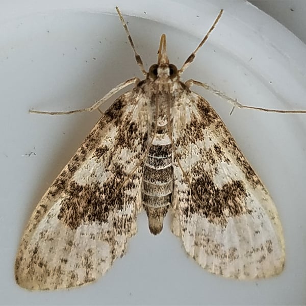 Palpita magniferalis