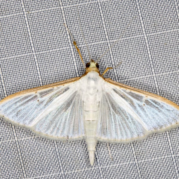 Palpita vitrealis
