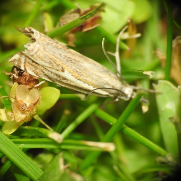 Crambus lathoniellus