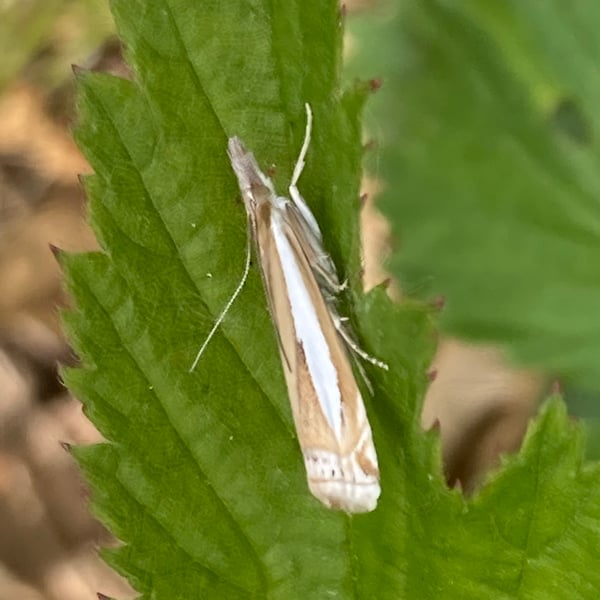 Crambus praefectellus