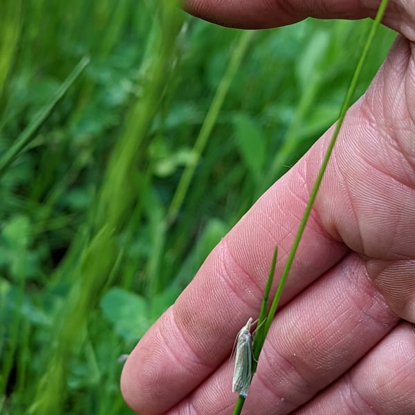 Crambus girardellus