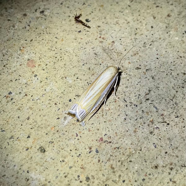 Crambus laqueatellus