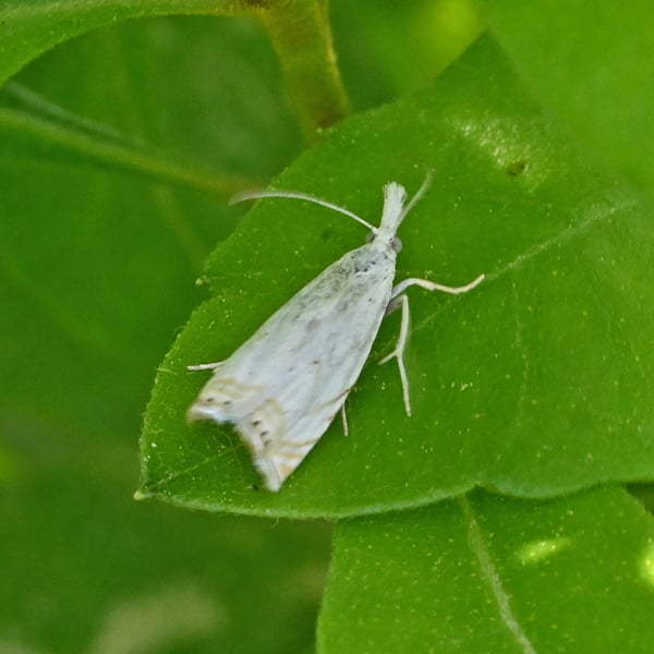 Crambus albellus