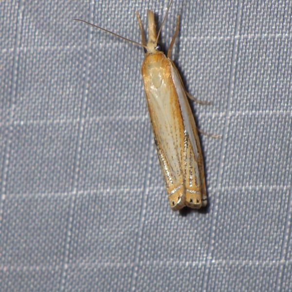 Crambus saltuellus