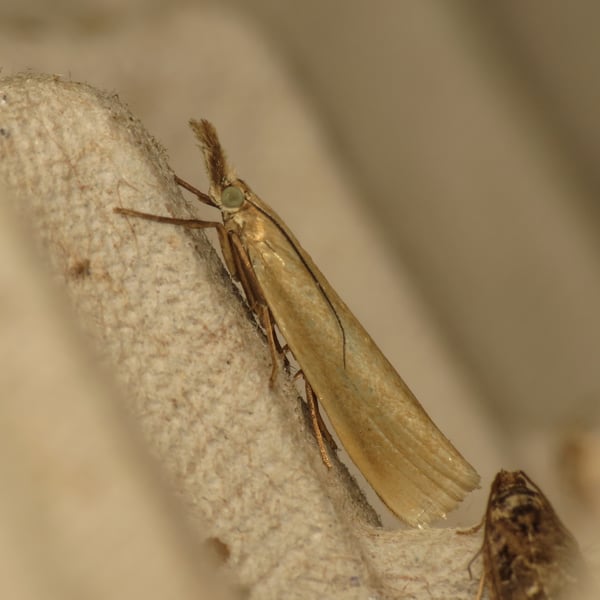 Crambus perlella