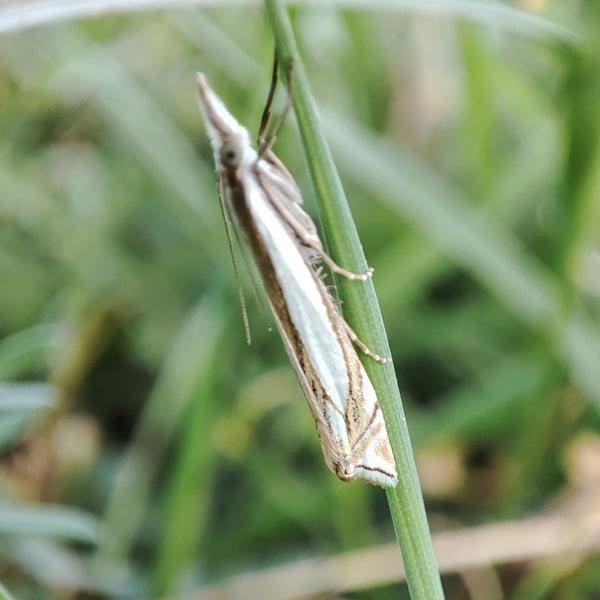Crambus pascuella