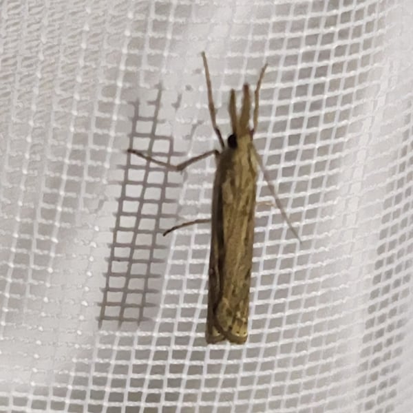 Crambus sperryellus