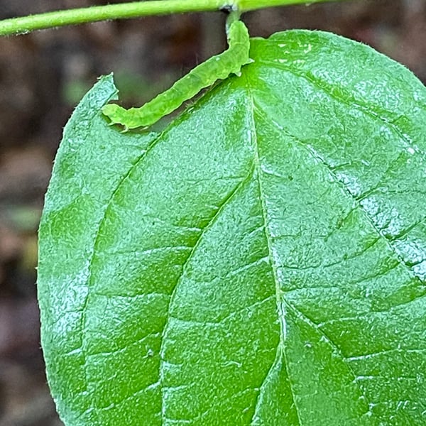 Dichomeris ligulella