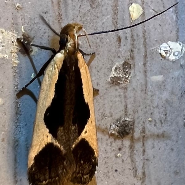 Dichomeris flavocostella