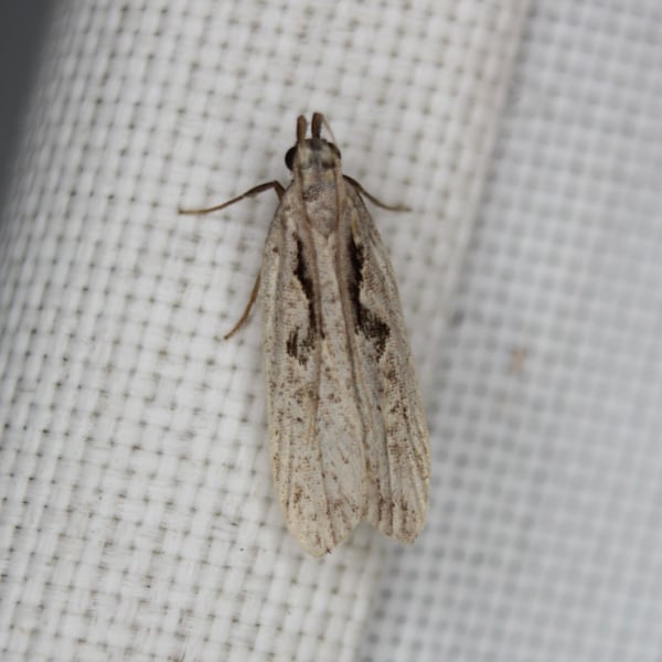 Dichomeris bilobella