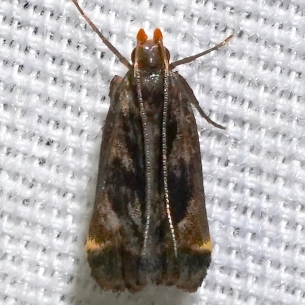 Dichomeris ochripalpella