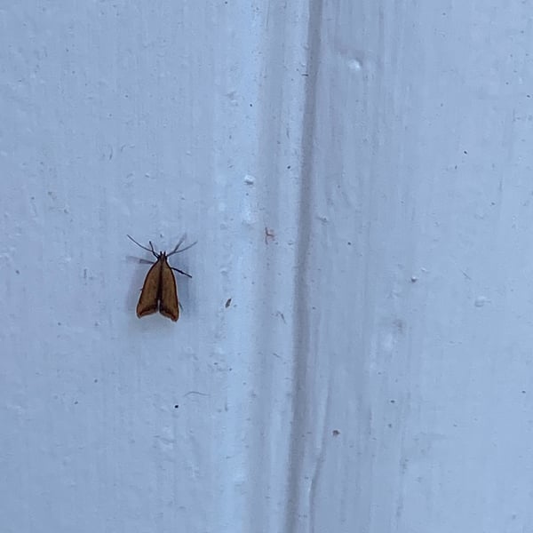 Dichomeris heriguronis