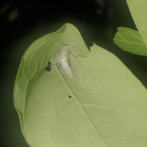 Fascista cercerisella