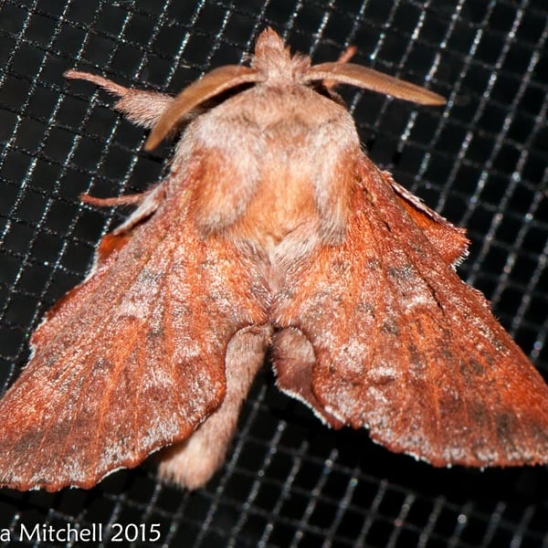 Phyllodesma americana