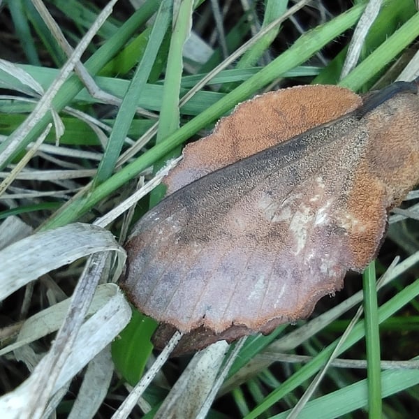 Gastropacha quercifolia