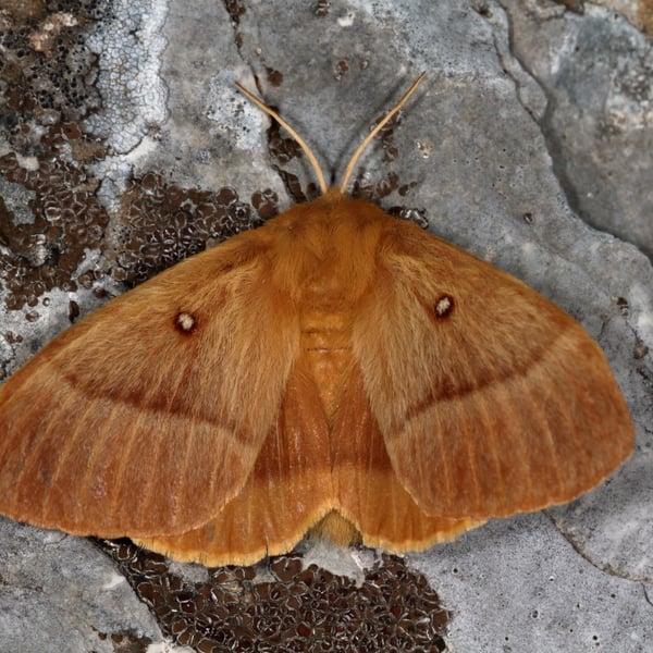 Lasiocampa quercus