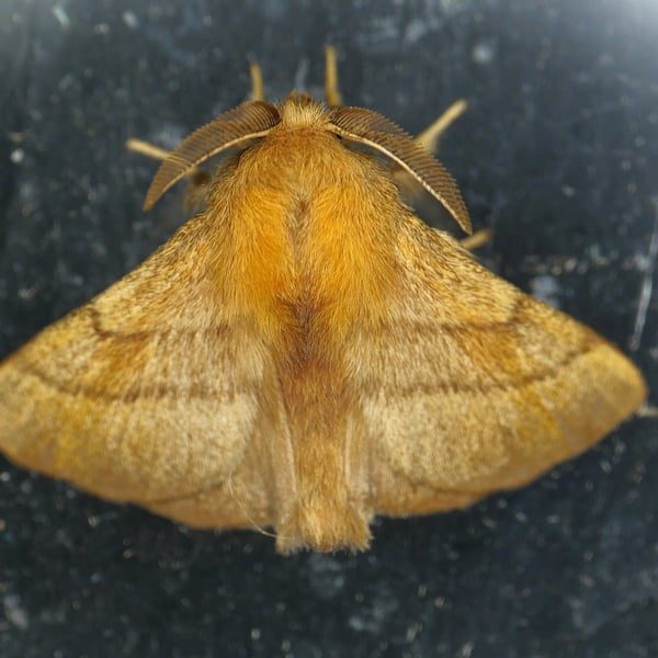 Malacosoma disstria