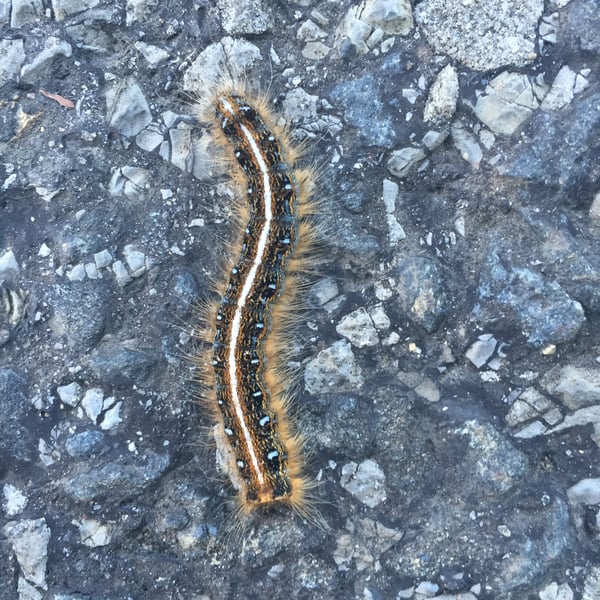 Malacosoma americana