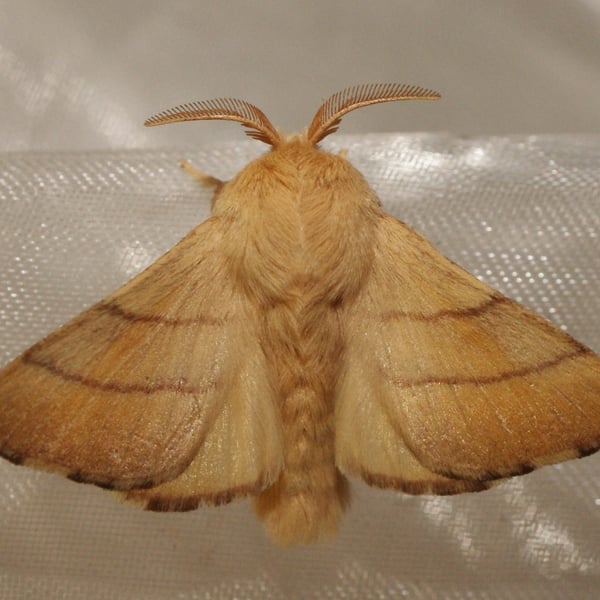 Malacosoma neustria