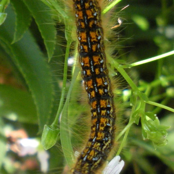 Malacosoma californica