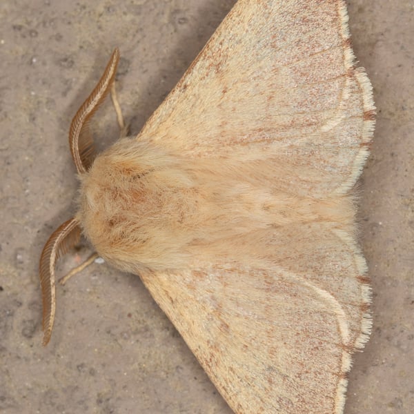 Malacosoma constricta