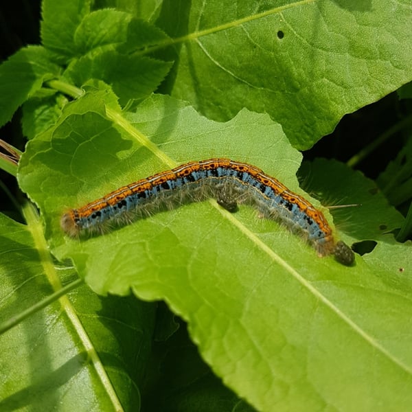 Malacosoma castrense