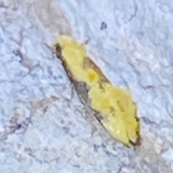 Hybroma servulella
