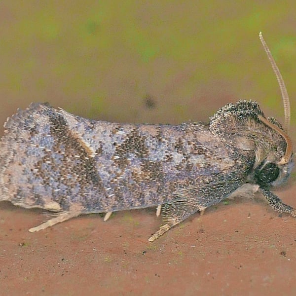 Acrolophus texanella