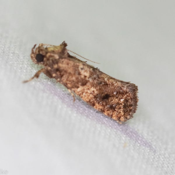 Acrolophus cressoni