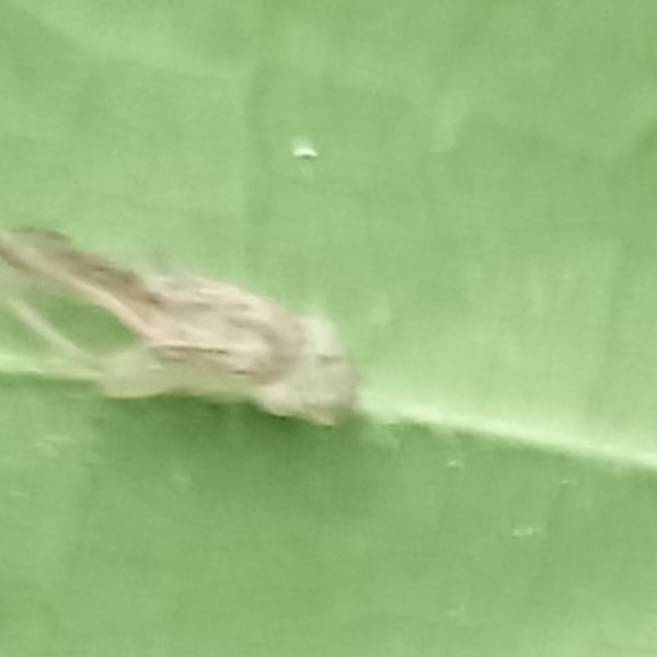 Acrolophus mycetophagus