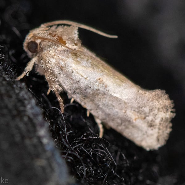 Acrolophus piger