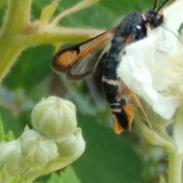 Pyropteron chrysidiforme