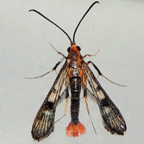 Synanthedon acerni