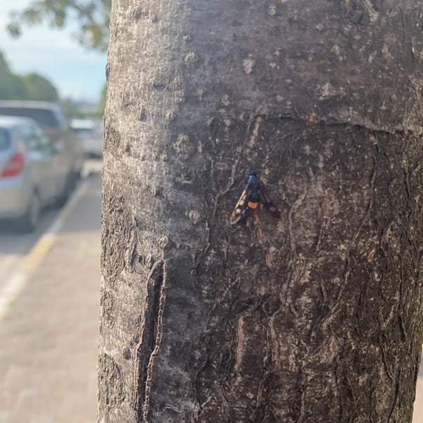 Synanthedon exitiosa