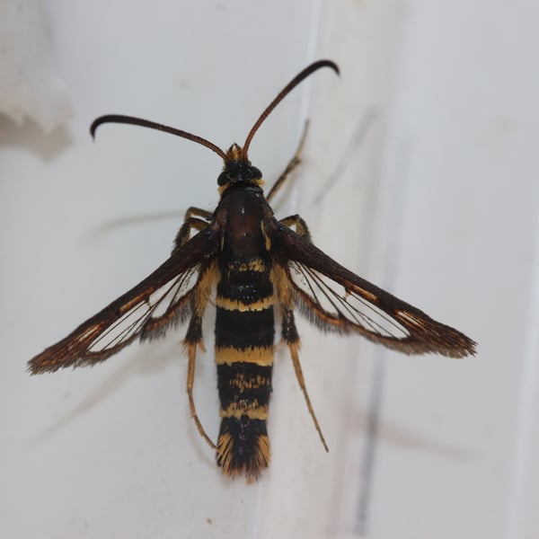 Synanthedon bibionipennis