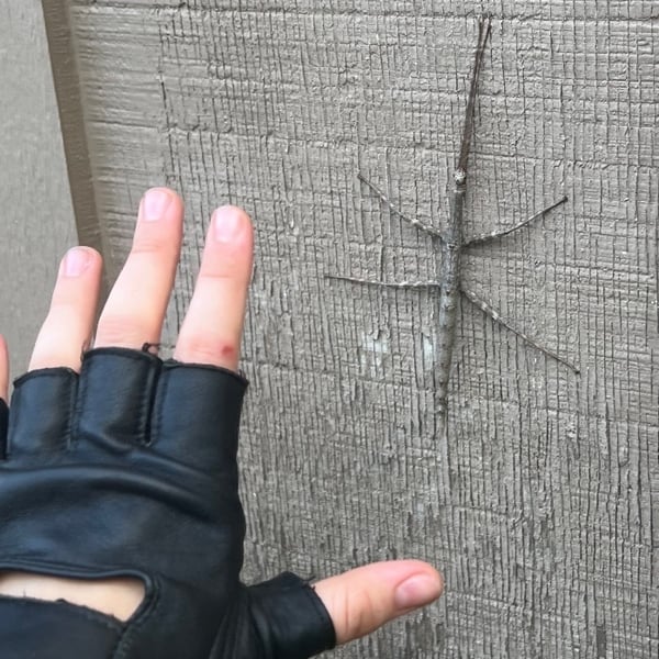 Megaphasma denticrus