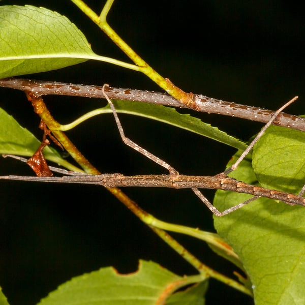 Diapheromera femorata