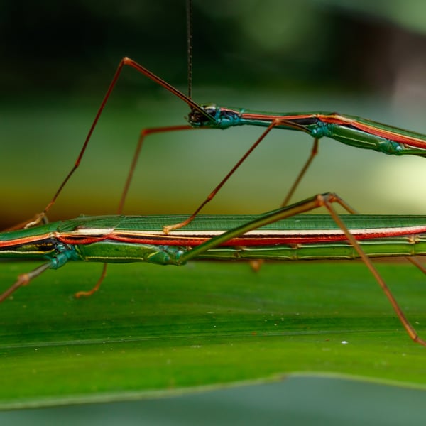 Phasmatidae