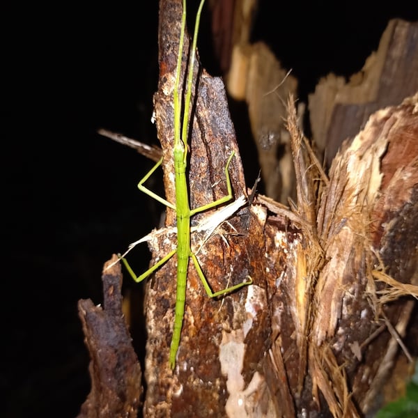 Clitarchus hookeri
