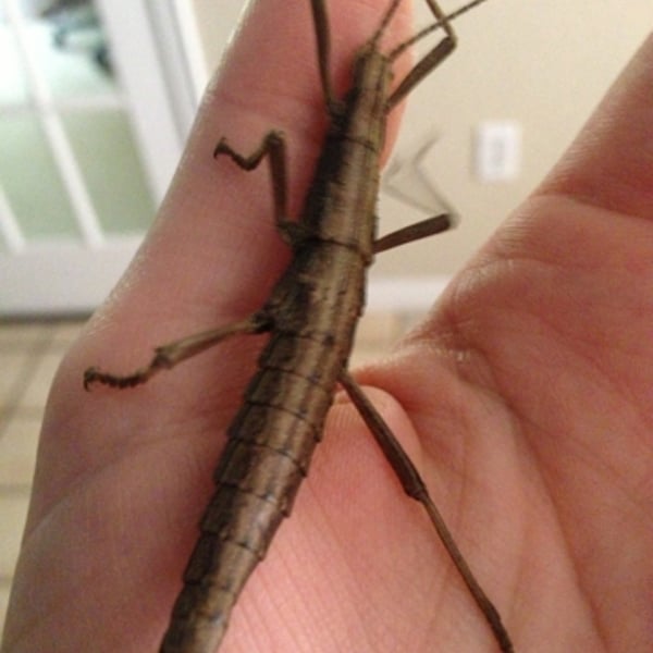 Anisomorpha buprestoides