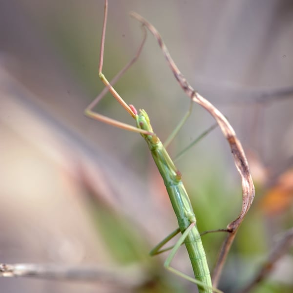 Clonopsis gallica