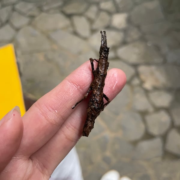 Heteropterygidae