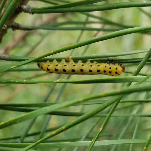 Neodiprion lecontei