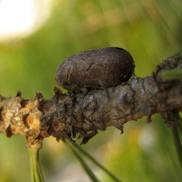 Diprion similis