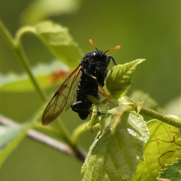 Cimbicidae