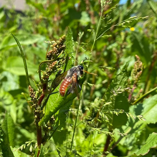 Trichiosoma triangulum