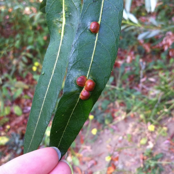 Pontania californica