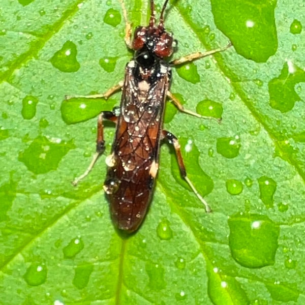 Macremphytus testaceus